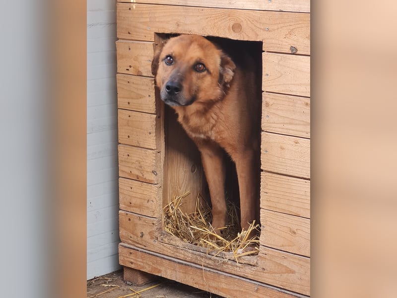Friedrich, Rüde, *ca.03.01.2019, SH ca. kniehoch, zurückhaltend, vorsichtig, lieb