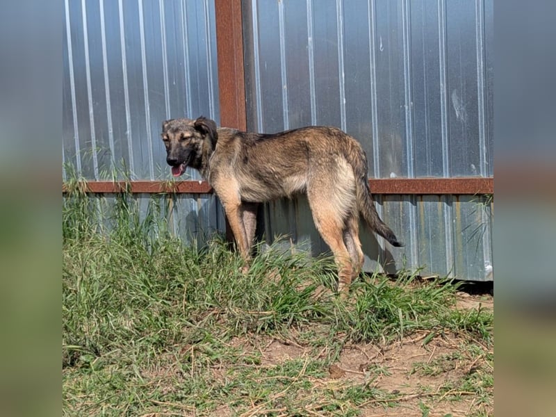 Lazar, Rüde, *ca. 20.12.2024, ca. kniehoch bis mittelgroß, freundlich, lebensfroh, neugierig, sozial