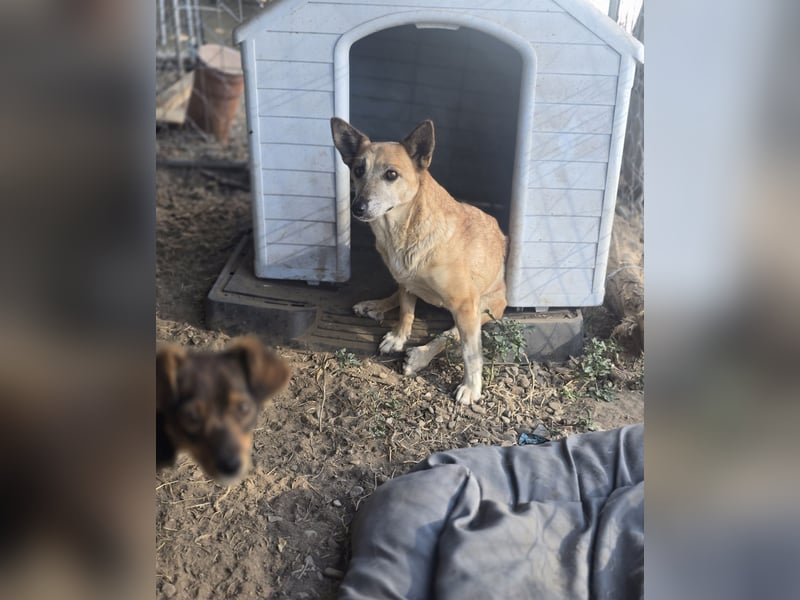 Maisie, Hündin, kleines Handicap, *ca. 12.10.2021, ca. kniehoch, sanft, sozial, vorsichtig