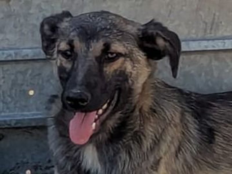 Lazar, Rüde, *ca. 20.12.2024, ca. kniehoch bis mittelgroß, freundlich, lebensfroh, neugierig, sozial