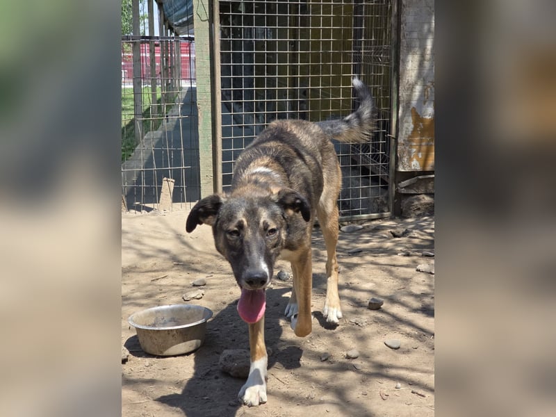 Raven, Rüde, *ca. 20.09.2024, SH ca. kniehoch, menschenbezogen, verschmust, offen, freundlich