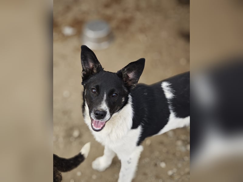 Hedi, Hündin, *ca. 02.10.2025, ca. kniehoch werdend, menschenbezogen, aufgeschlossen, fröhlich