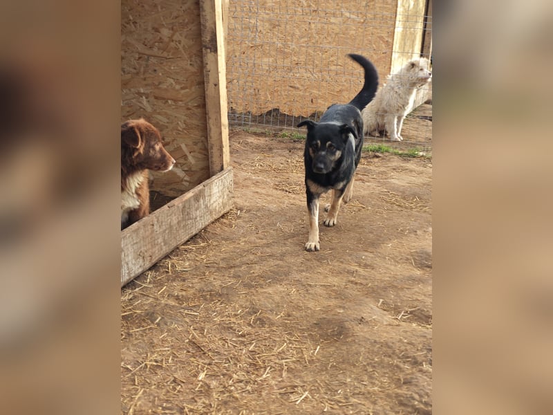 Savannah, Hündin, *ca. 10.01.2021, SH ca. mittelgroß, Mädel, liebevoll, schlau, gerne im Freien, ent