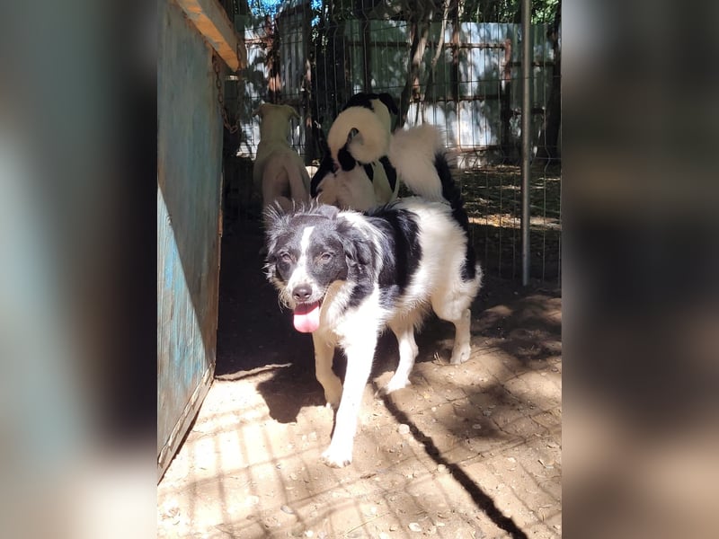 Ismael, Rüde, *ca. 22.01.2025, ca. kniehoch, verschmust, freundlich, aktiv