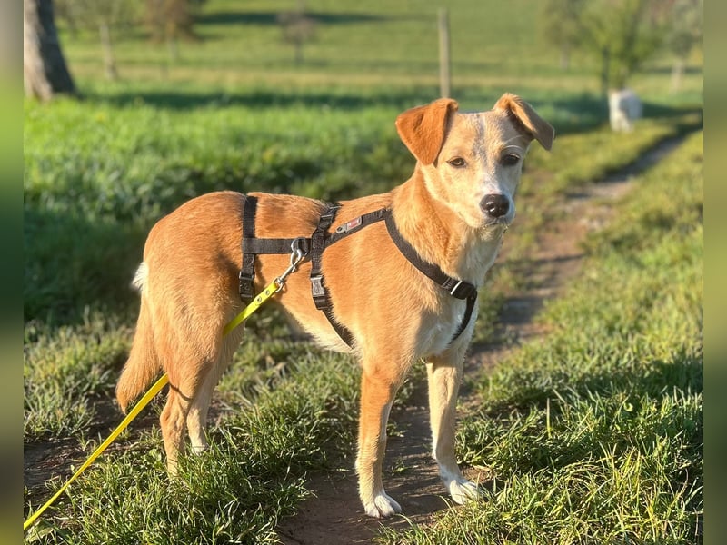 Lissy, Hündin, *ca. 20.12.2024, ca. 40 cm / 11 kg, ruhig, sensibel, liebevoll, stubenrein, zurückhal