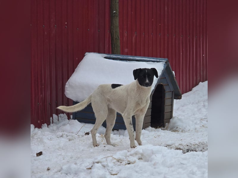 Zoe, 3 ¾ -jähriges Hundemädchen, SH ca. 50 -55 cm, schüchtern, sensibel, harmoniebedürftig