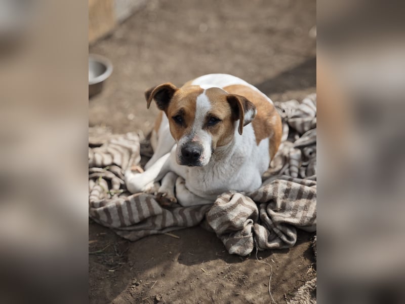 Nara, Hündin, *ca. Dezember 2019, ca. 50 cm, freundlich, ruhig, sozial, verschmust