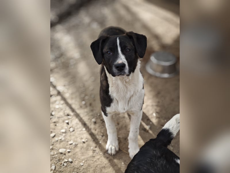 Hedda, Hündin, *ca. 02.10.2025, ca. kniehoch werdend, menschenbezogen, lieb, temperamentvoll, aufges