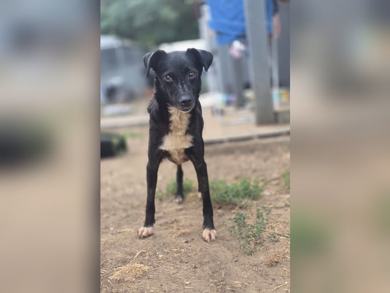 Melly, Hündin, *16.05.2022, SH ca. 40 cm, zurückhaltend, vorsichtig
