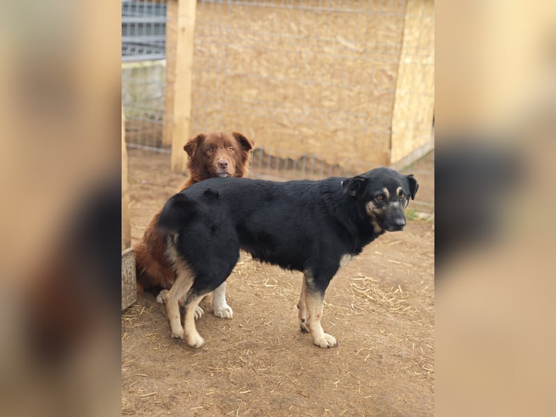 Savannah, Hündin, *ca. 10.01.2021, SH ca. mittelgroß, Mädel, liebevoll, schlau, gerne im Freien, ent