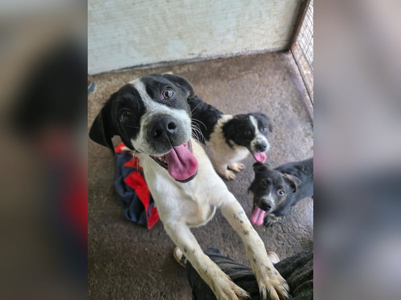 Flavi, Rüde, *geb. ca. 30.11.2024, ca. kniehoch, liebevoll, sozial, freundlich