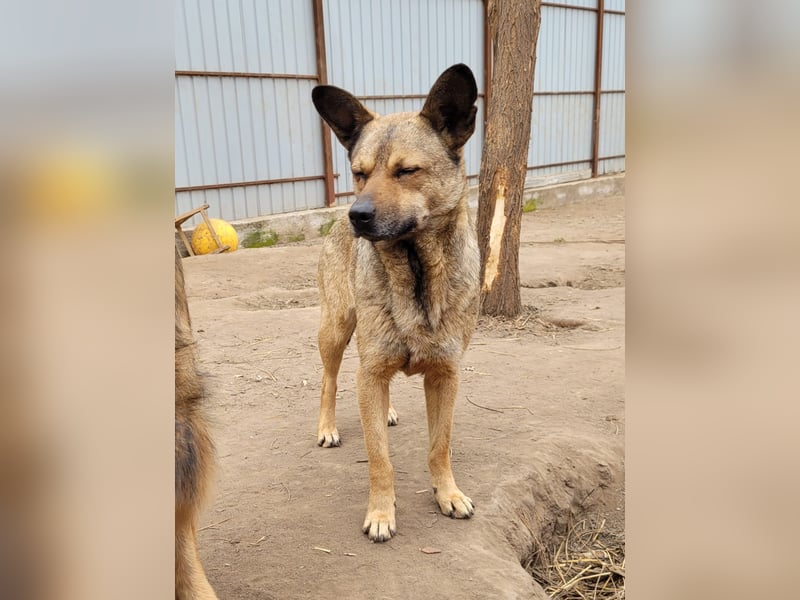 Nonna, bald 4-jährige Hundedame, Größe : mittel(?) freundlich, ruhig , vorsichtig)