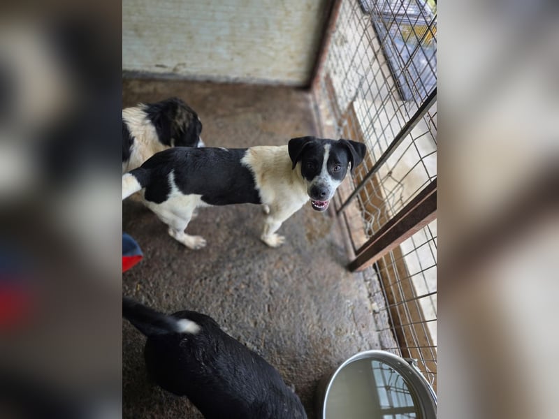 Flavi, Rüde, *geb. ca. 30.11.2024, ca. kniehoch, liebevoll, sozial, freundlich