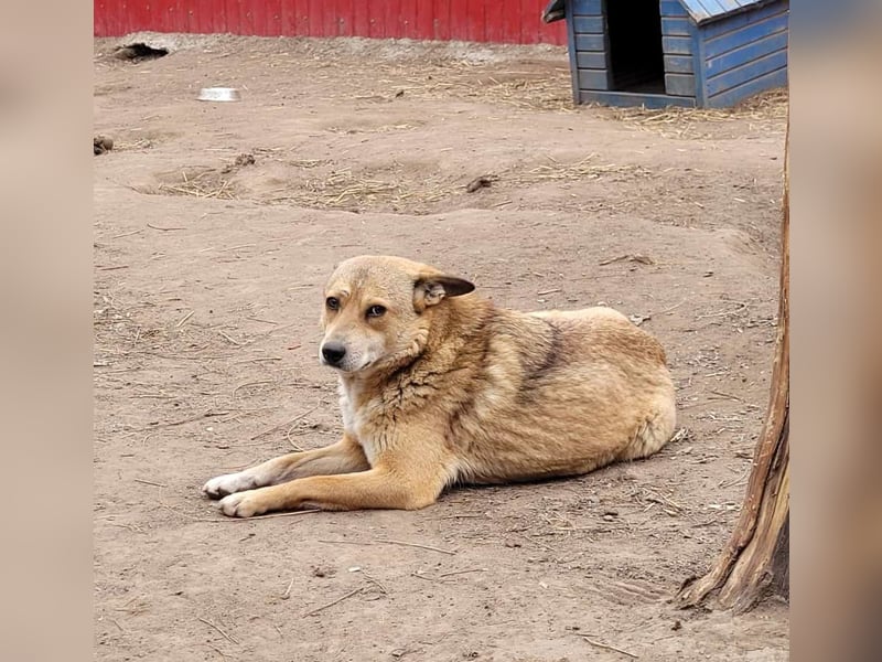N A N N E, kastrierte Hundedame wird bald 4 Jahre, mittelgroß, lieb, freundlich, vorsichtig
