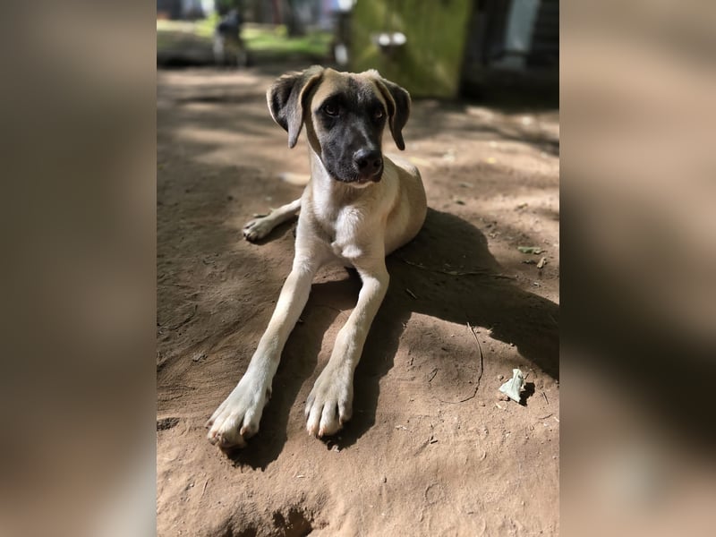 Inuki, toller Junghund etwas über 1 Jahr, ca. kniehoch, freundlich, aufgeschlossen, verspielt, sozia