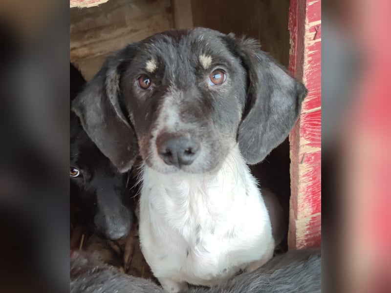 Iris, Hündin, * ca. 15.08.2022, ca. 45-50cm, freundlich, neugierig, lernfreudig, sozial