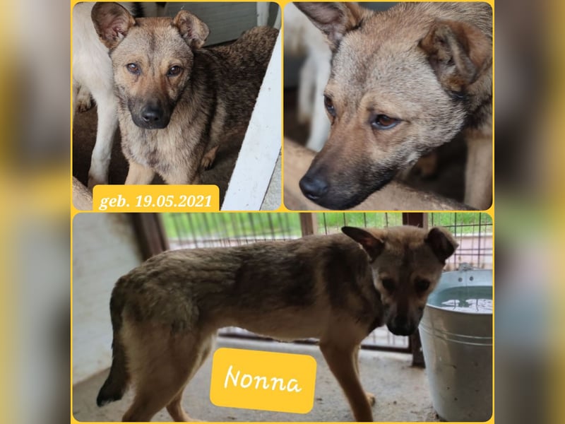 Nonna, bald 4-jährige Hundedame, Größe : mittel(?) freundlich, ruhig , vorsichtig)