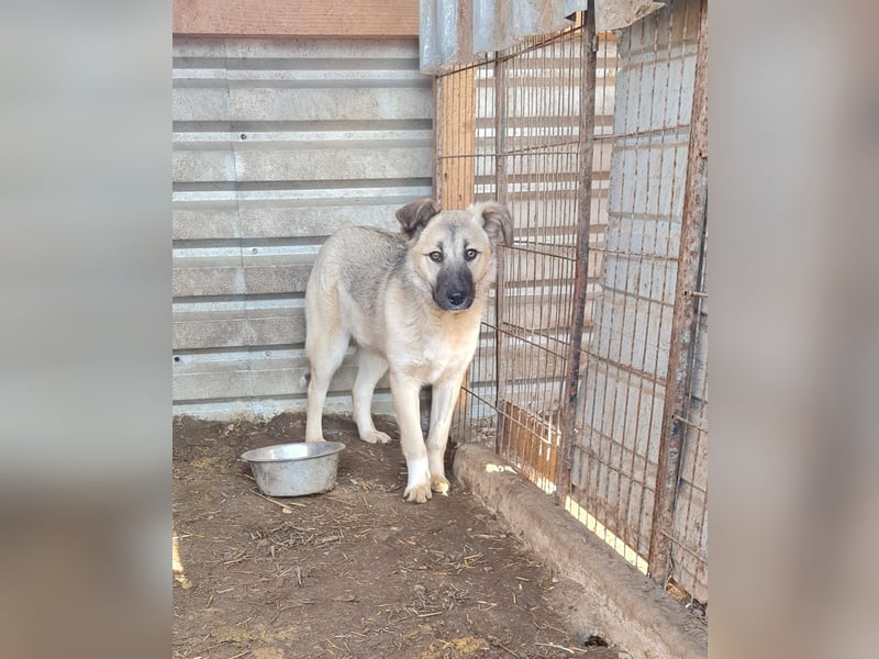 Vicky, Hündin, * 01.08.2025, vermutlich kniehoch werdend, schüchtern, sanft, neugierig, verspielt, s