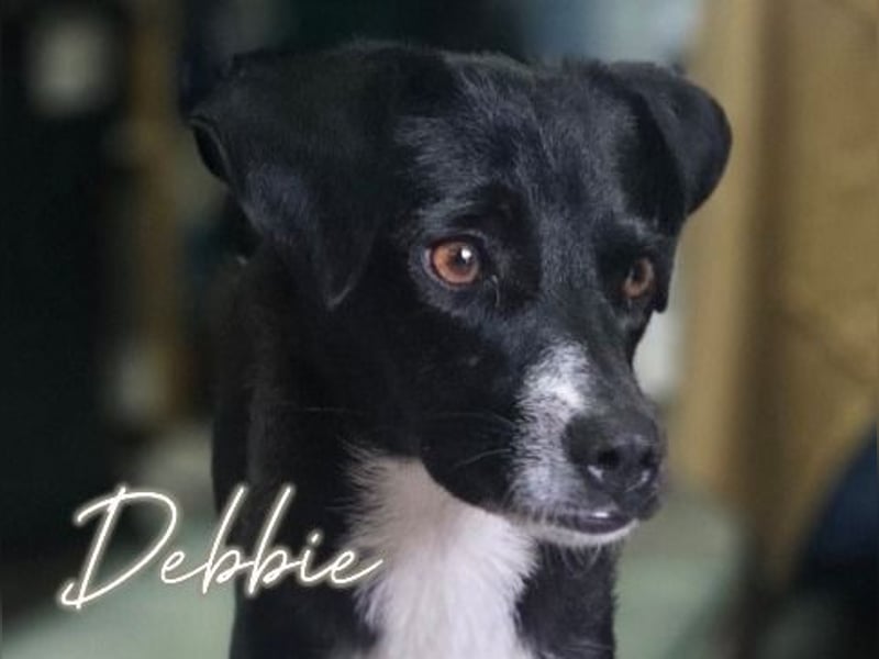 Melly, Hündin, *16.05.2022, SH ca. 40 cm, zurückhaltend, vorsichtig