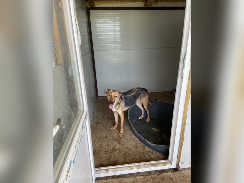 I A N, 3-jähriger Bub, SH mittelgroß, freundlich, zuückhaltend, unsicher, sozial