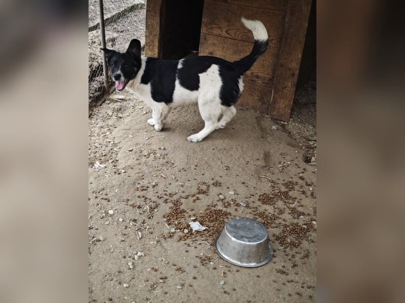 Hedi, Hündin, *ca. 02.10.2025, ca. kniehoch werdend, menschenbezogen, aufgeschlossen, fröhlich