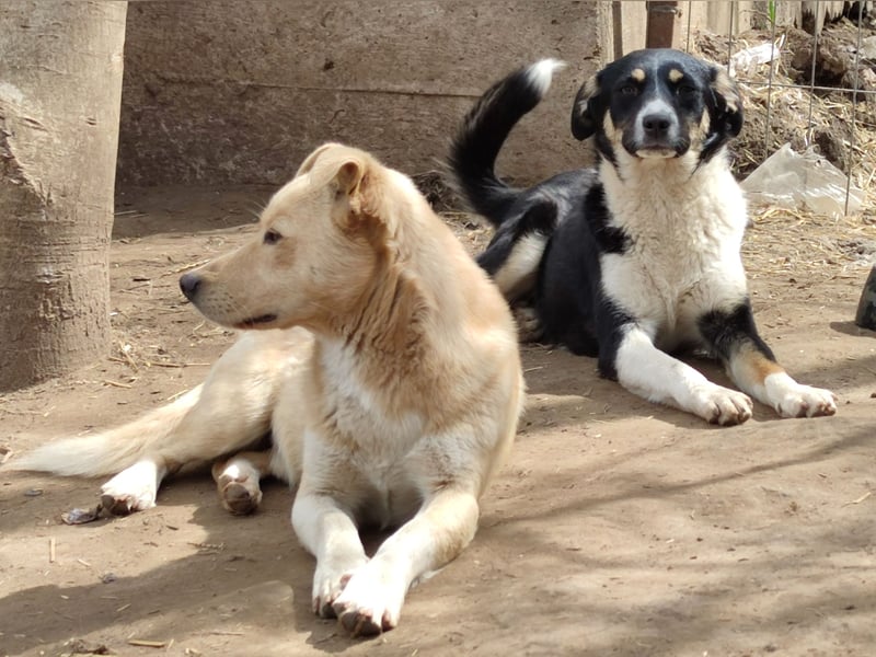 Mailo, 4-jähriger Bub, SH ca. 50 cm, freundlich, aufgeschlossen, neugierig, sozial