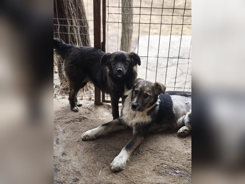 Clarissa, Hündin, *ca. 28.09.2025, ca. kniehoch werdend, freundlich, liebt Streicheleinheiten, versp