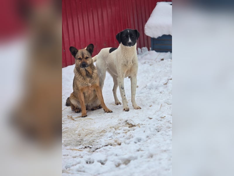 Zoe, 3 ¾ -jähriges Hundemädchen, SH ca. 50 -55 cm, schüchtern, sensibel, harmoniebedürftig
