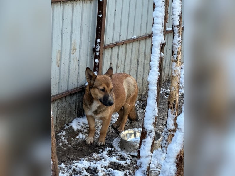 Darya, 2jährige Hündin, SH ca. mittelgroß ?, ängstlich, unsicher, freundlich, sozial