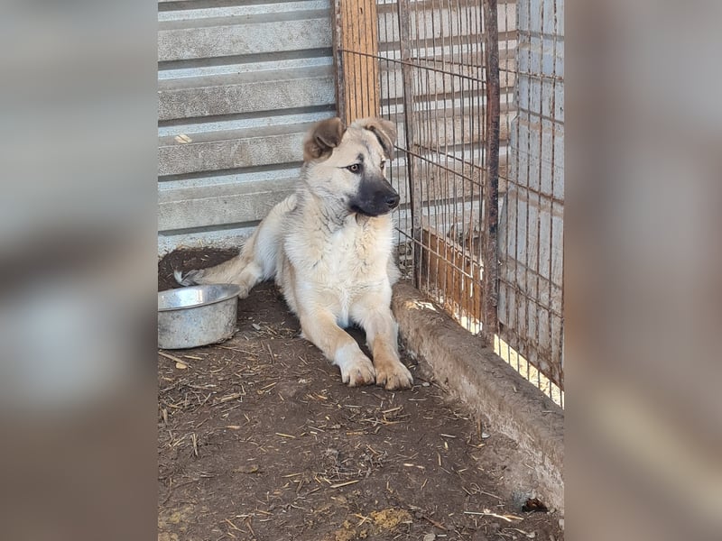 Vicky, Hündin, * 01.08.2025, vermutlich kniehoch werdend, schüchtern, sanft, neugierig, verspielt, s