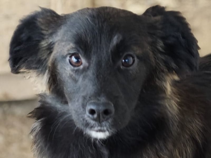 Clarissa, Hündin, *ca. 28.09.2025, ca. kniehoch werdend, freundlich, liebt Streicheleinheiten, versp