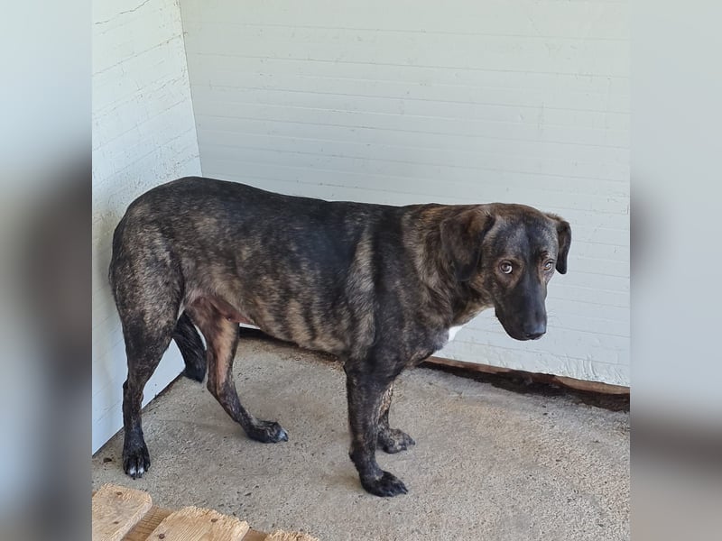 Kiri , 2 ½-jährige Hündin,  mittelgroß, ängstlich, zurückhaltend, ruhig, sozial