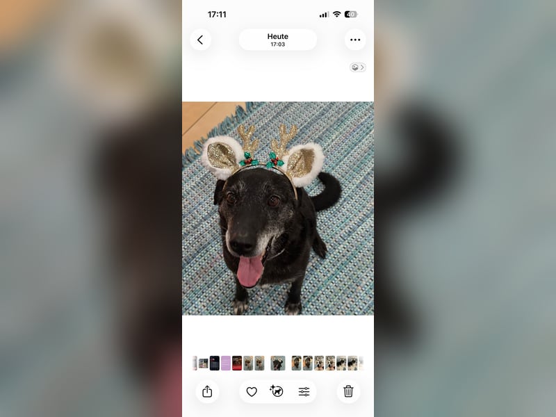 Sharon, Hündin, Erwachsen, * unbekannt, ca. 50 cm, ca. 20 kg, lieb und sozial