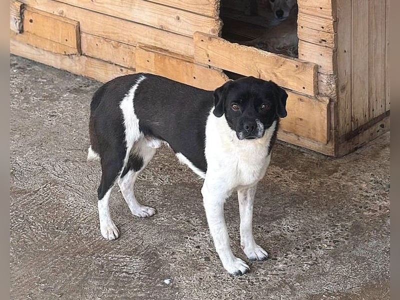 Arpad, Rüde, *ca. 10.12.2023, klein bis kniehoch, vorsichtig, sensibel, interessiert, feinfühlig, ru