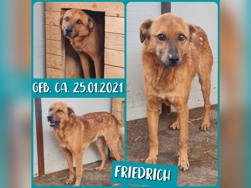 Friedrich, Rüde, *ca.03.01.2019, SH ca. kniehoch, zurückhaltend, vorsichtig, lieb