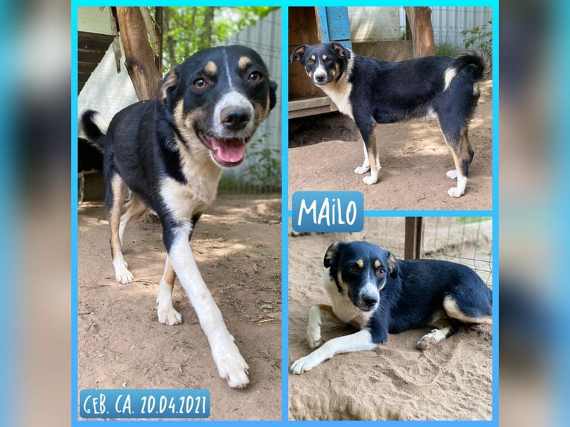 Mailo, 4-jähriger Bub, SH ca. 50 cm, freundlich, aufgeschlossen, neugierig, sozial