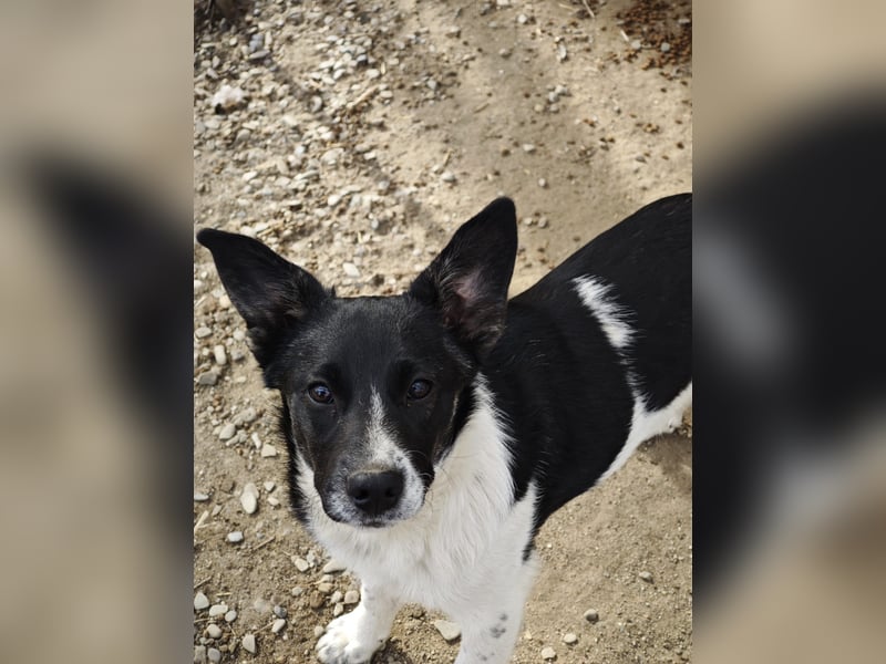 Hedi, Hündin, *ca. 02.10.2025, ca. kniehoch werdend, menschenbezogen, aufgeschlossen, fröhlich