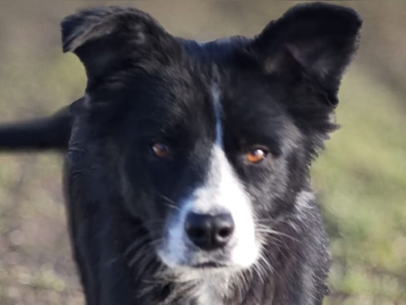 Wolfi, Rüde, *ca. 10.11.2023, ca. kniehoch, menschenbezogen, sozial, freundlich