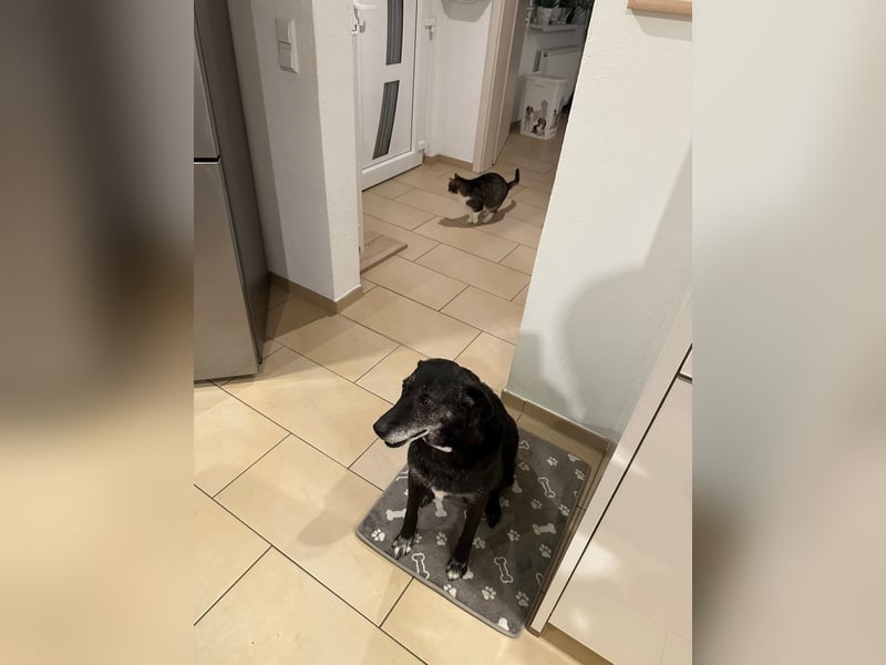 Sharon, Hündin, Erwachsen, * unbekannt, ca. 50 cm, ca. 20 kg, lieb und sozial