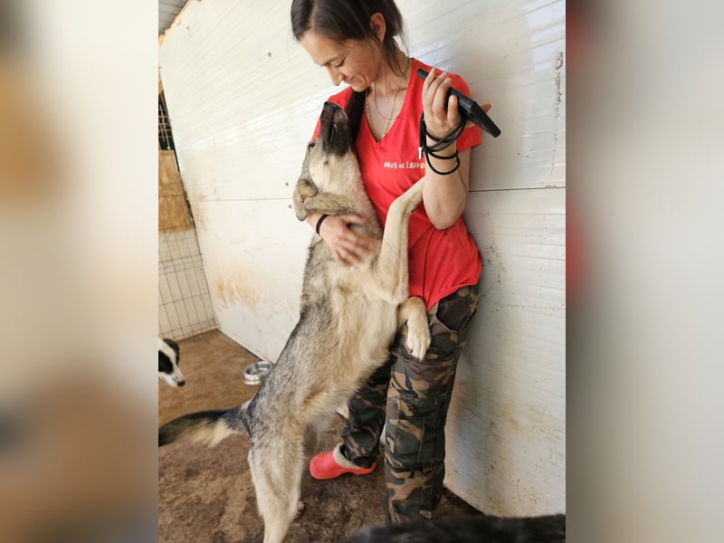 Claudius, fast 3 jähriger Junge,, SH ca. kniehoch, sozial, freundlich, verschmust