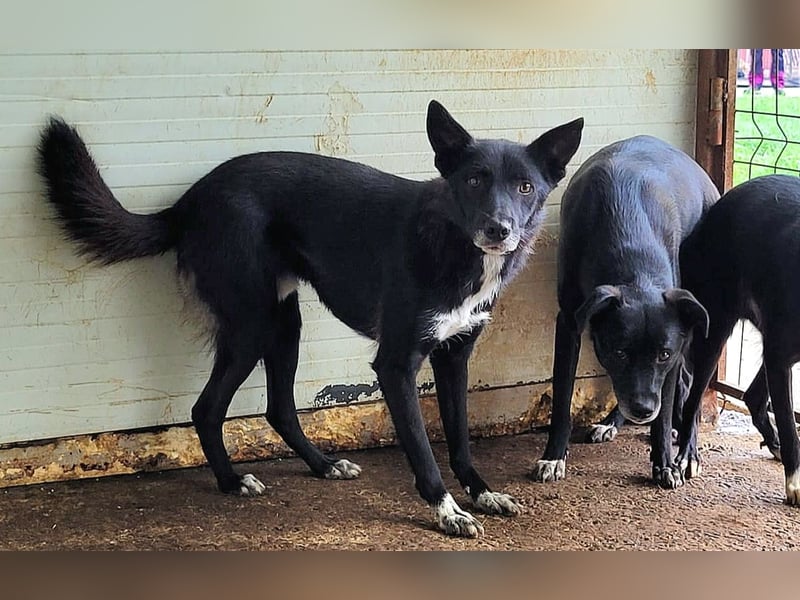 Volt (geb. ca. 21.03.2024, SH ca. kniehoch, neugierig, verspielt, sozial)