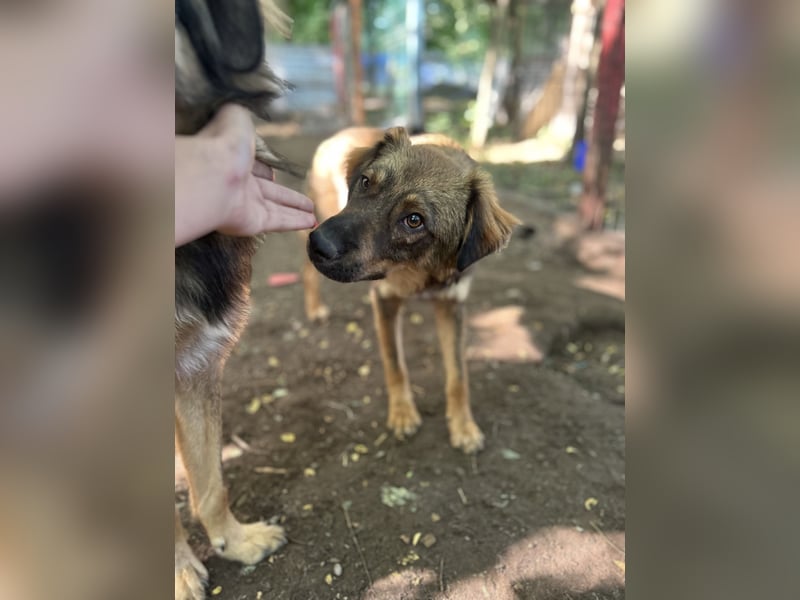 Nino, Rüde, ca. 2 ½-jähriger Bub, ca. kniehoch, neugierig, vorsichtig, sozial