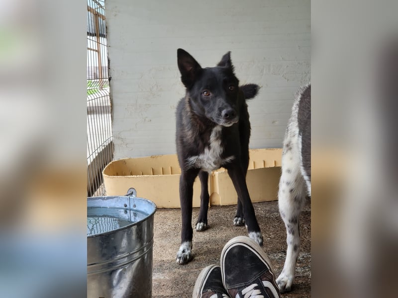 Volt (geb. ca. 21.03.2024, SH ca. kniehoch, neugierig, verspielt, sozial)