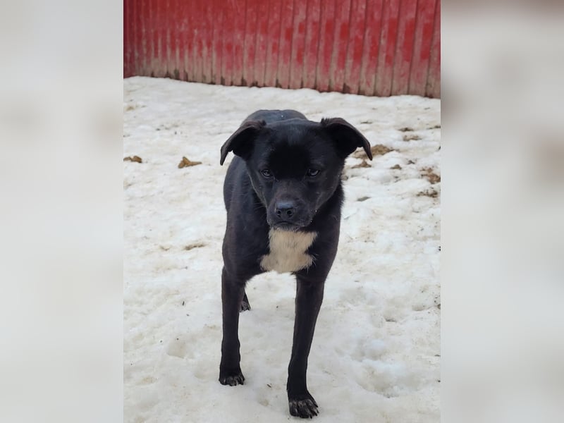 Wika, Hündin, *ca. 29.10.2024, SH klein bis kniehoch, freundlich, sozial, zurückhaltend