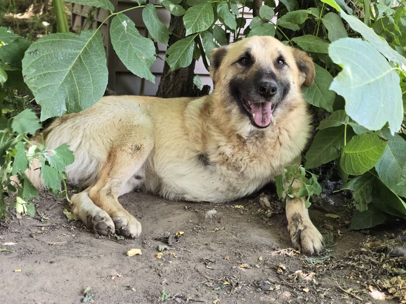 Jazz, Rüde, kastriert, * ca. 15.12.2022, SH ca. Kniehoch, ca. 14 kg, fröhlich, sozial, Menschen bezo