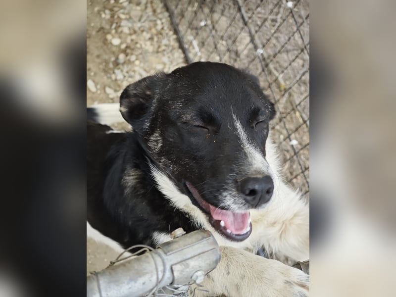 Hedi, Hündin, *ca. 02.10.2025, ca. kniehoch werdend, menschenbezogen, aufgeschlossen, fröhlich