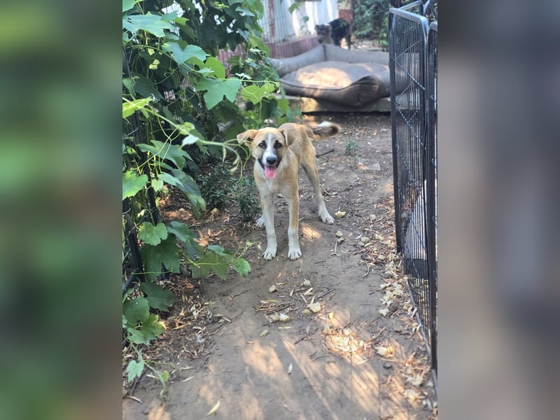 Paul, Rüde, *ca. 19.08.2023, ca. kniehoch, zurückhaltend, vorsichtig, sozial