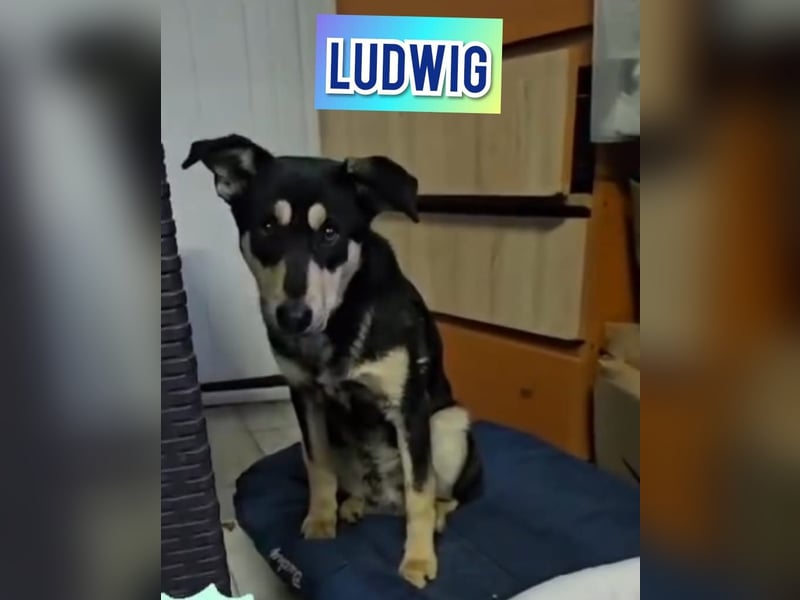 Ludwig, 3 ¼ jähriger Rüde, SH ca. mittel, kastriert, schüchtern, sozial, neugierig