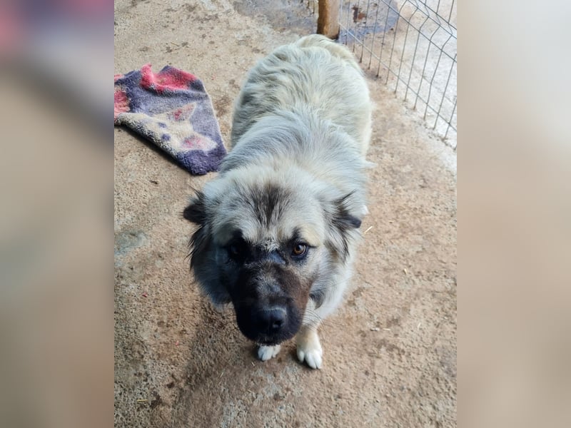 Cajun, 2-jähriger Bub, etwas über kniehoch, Fröhlich, freundlich, sozial, aktiv