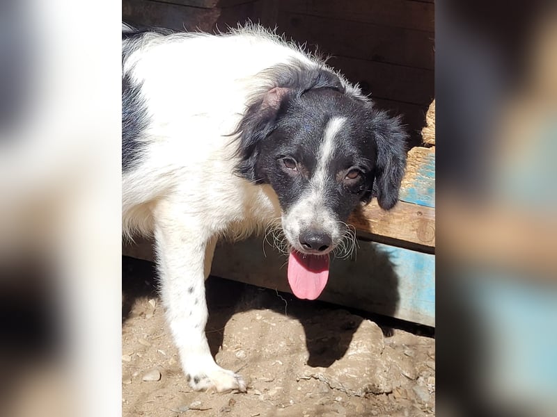 Ismael, Rüde, *ca. 22.01.2025, ca. kniehoch, verschmust, freundlich, aktiv